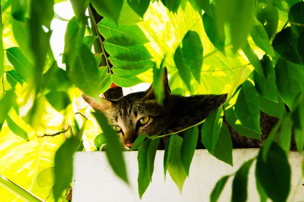 how long can an indoor cat survive outdoors - grey tabby cat laying relaxed outside in a tree among the leaves