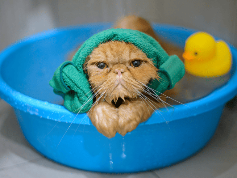 How Often Should You Bathe A Cat - an orange persian cat in a small blue tub with green washcloth draped over its head, the cat is wet from its batch