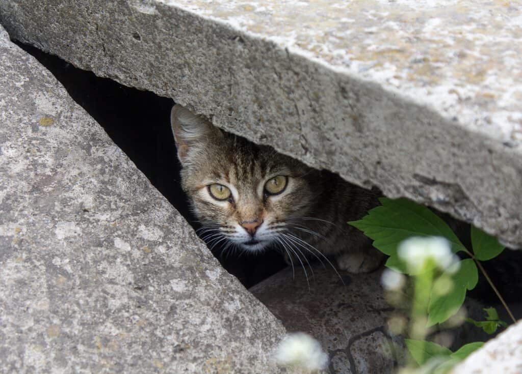 how long can an indoor cat survive outdoors - grey tabby cat hiding in a pile of concrete blocks
