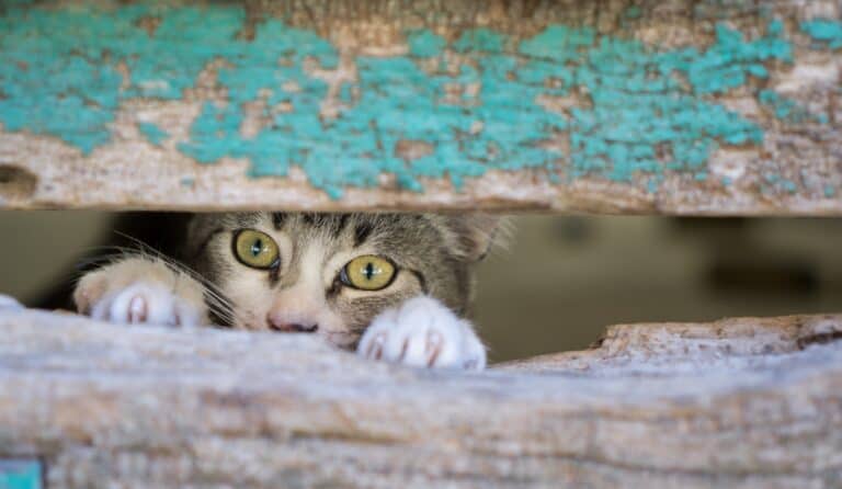 how long can an indoor cat survive outdoors - grey tabby cat peeking out between weather fence boards