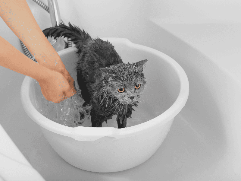 How Often Should You Bathe A Cat - grey cat getting a bathe in a small white tub