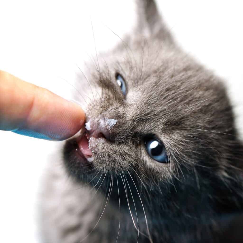 When to Go to the ER for a Cat Bite - grey kitten nibbling on a finger with white background