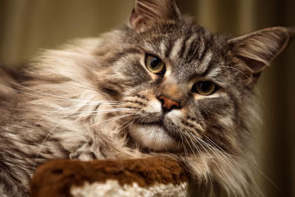 Are Maine Coon Cats Mean - closeup image of a grey tabby maine coon with an impressive fur ruff