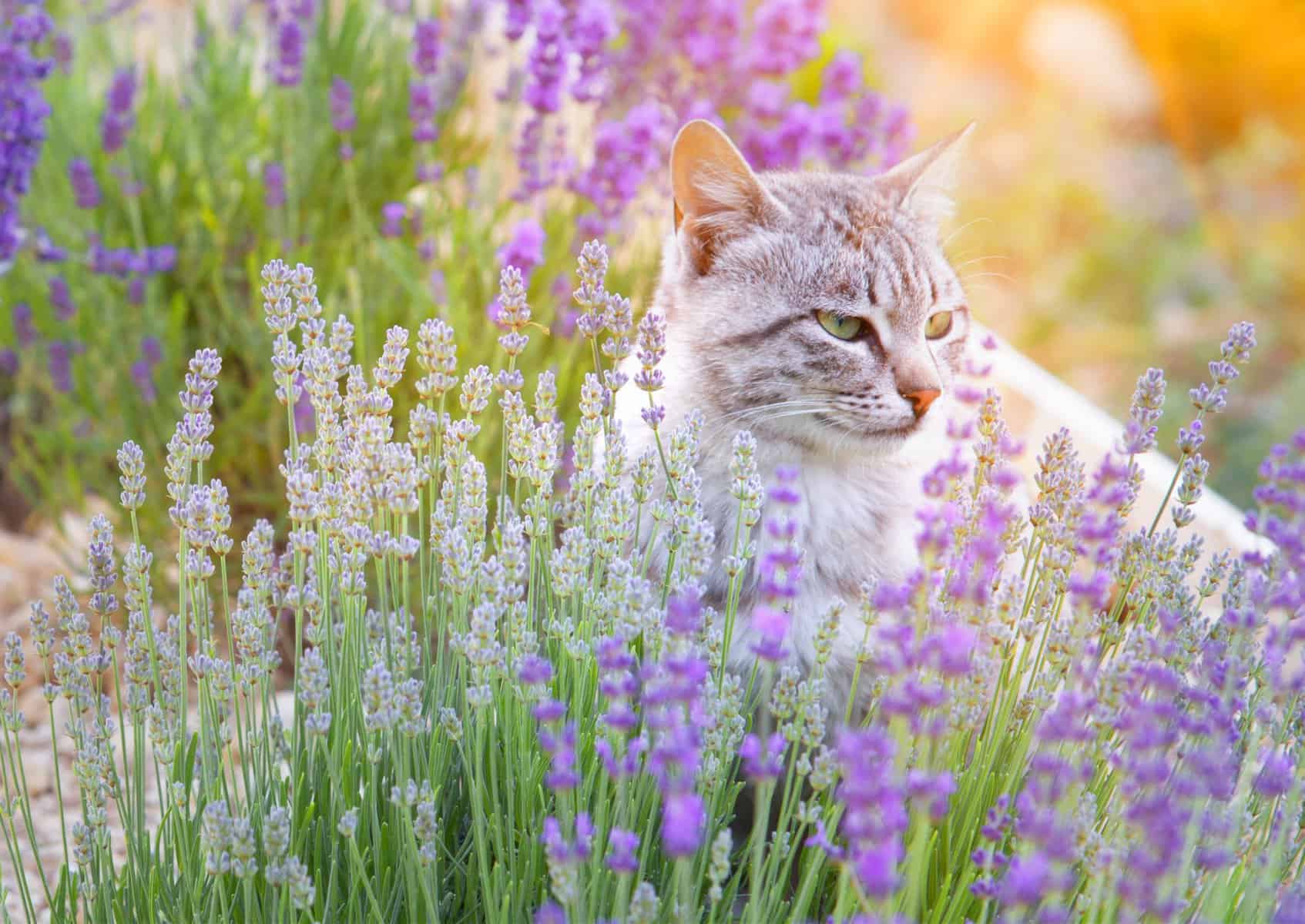 Is Lavender and Chamomile Safe for Cats - light grey tabby cat outside sitting in a patch of lavender