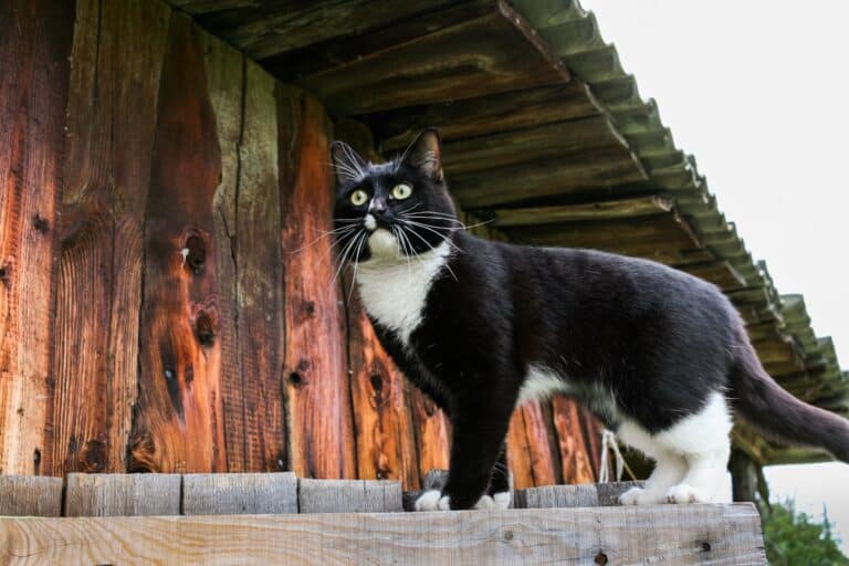 outdoor cat care - black and white cat standing on a barnyard fence with shed in the background