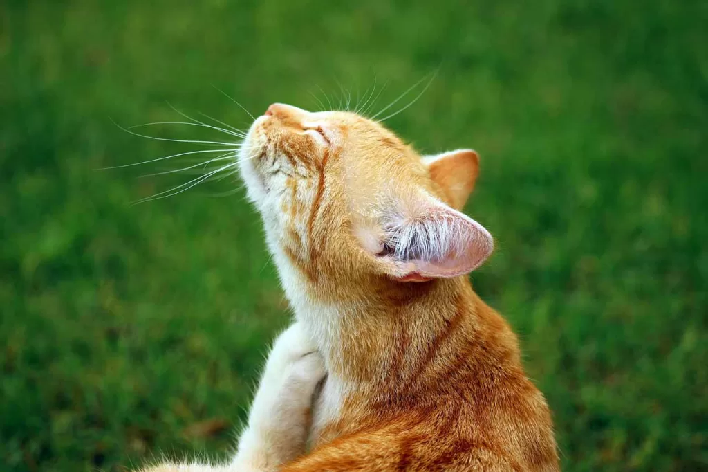 orange tabby outdoors scratching his chin, illustrating "how do cats get fleas?