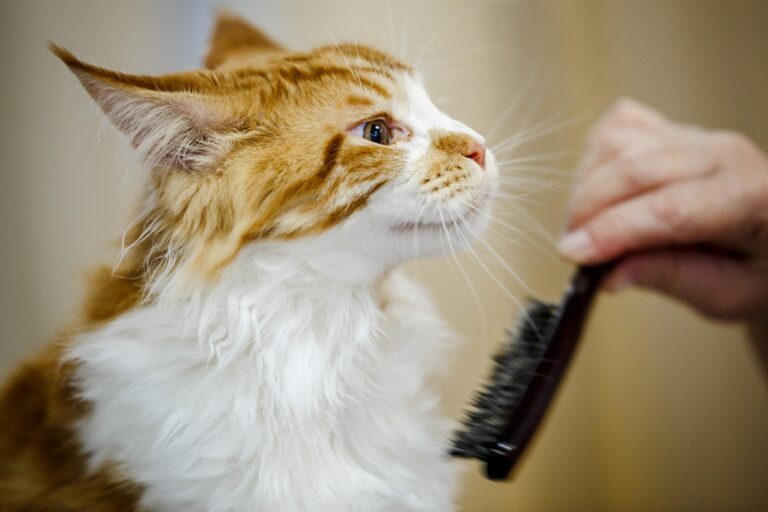 orange and white longhaired cat grooming, cat looks grumpy