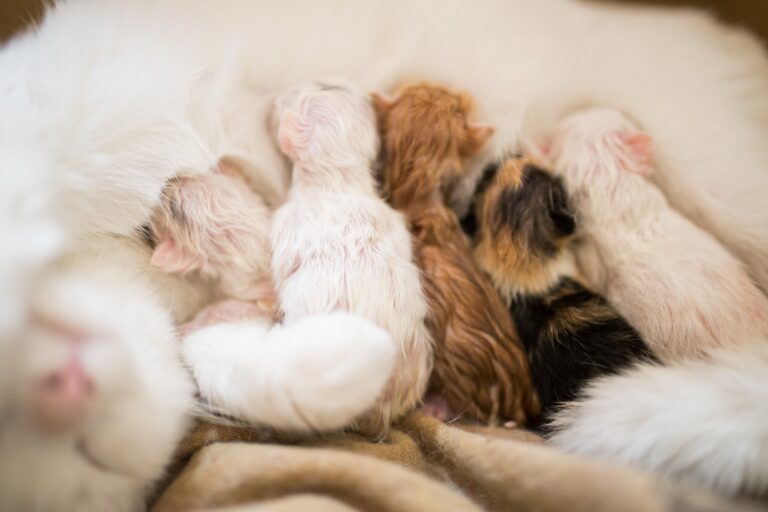 new born cats with white mother cat focus on baby cats