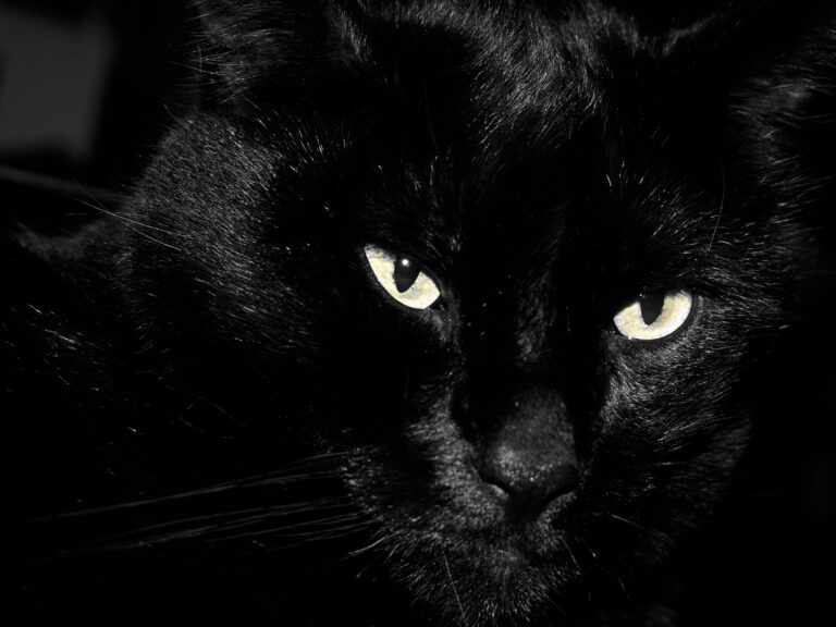 closeup of a black cat on black background, illustrating black cat names