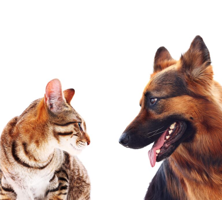 cats are better than dogs - image of a tabby cat and a shepard dog giving each other the side eye, white background