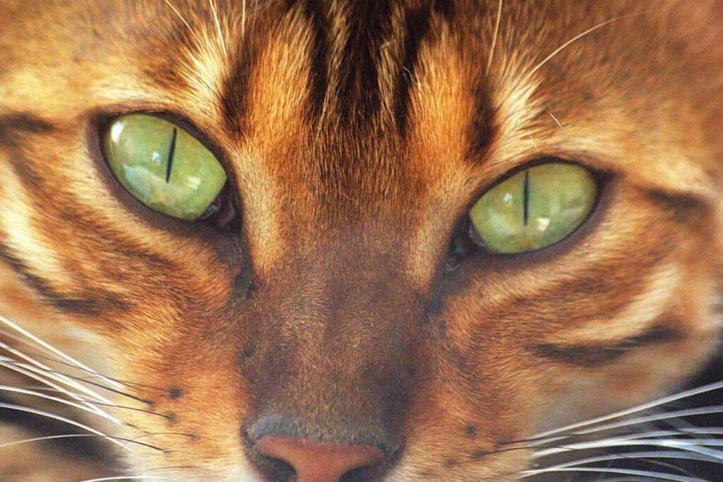 closeup of the face of a bengal cat with green eyes