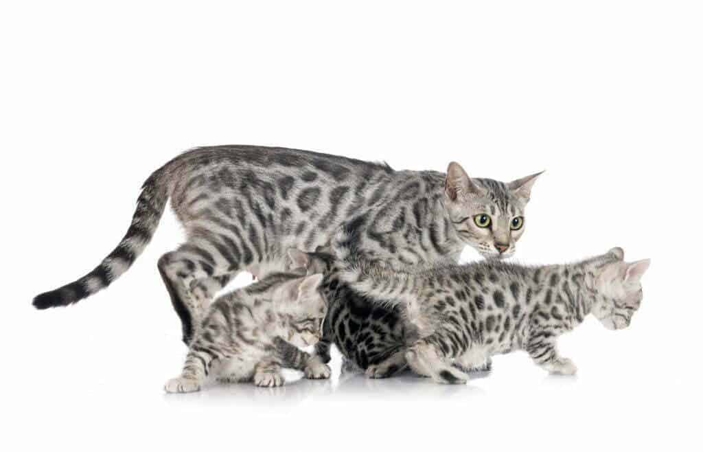 silver bengal cat and kittens