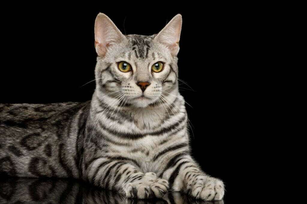 silver bengal cat lying on a reflective black surface, black background, studio shot