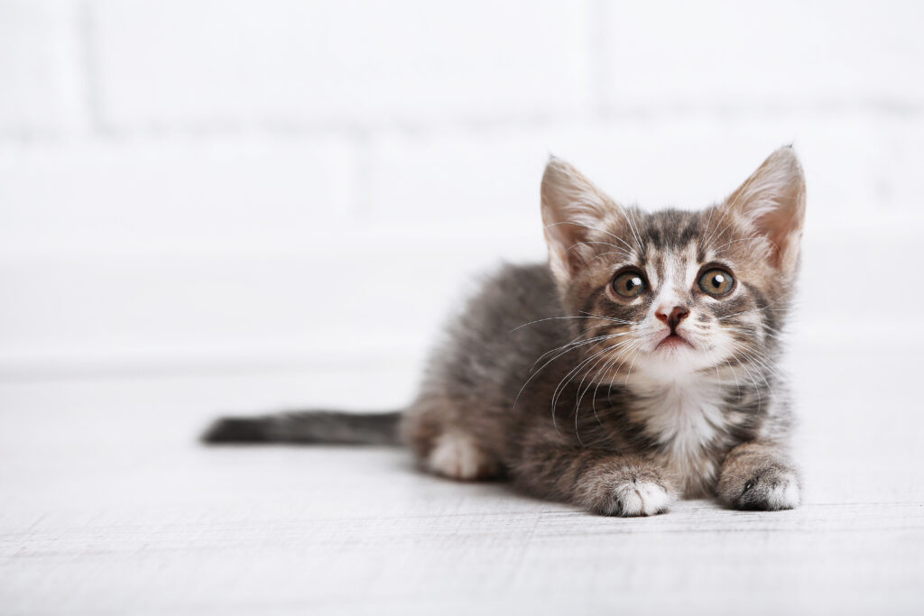 new kitten checklist - grey kitten looking upwards while laying on a white surface with white background