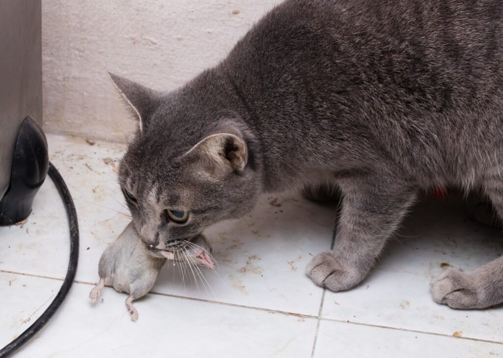 a cat's natural diet - image of a cat with a dead mouse in its mouth, help illustrate answer to the quesion "can cats eat strawberries?"