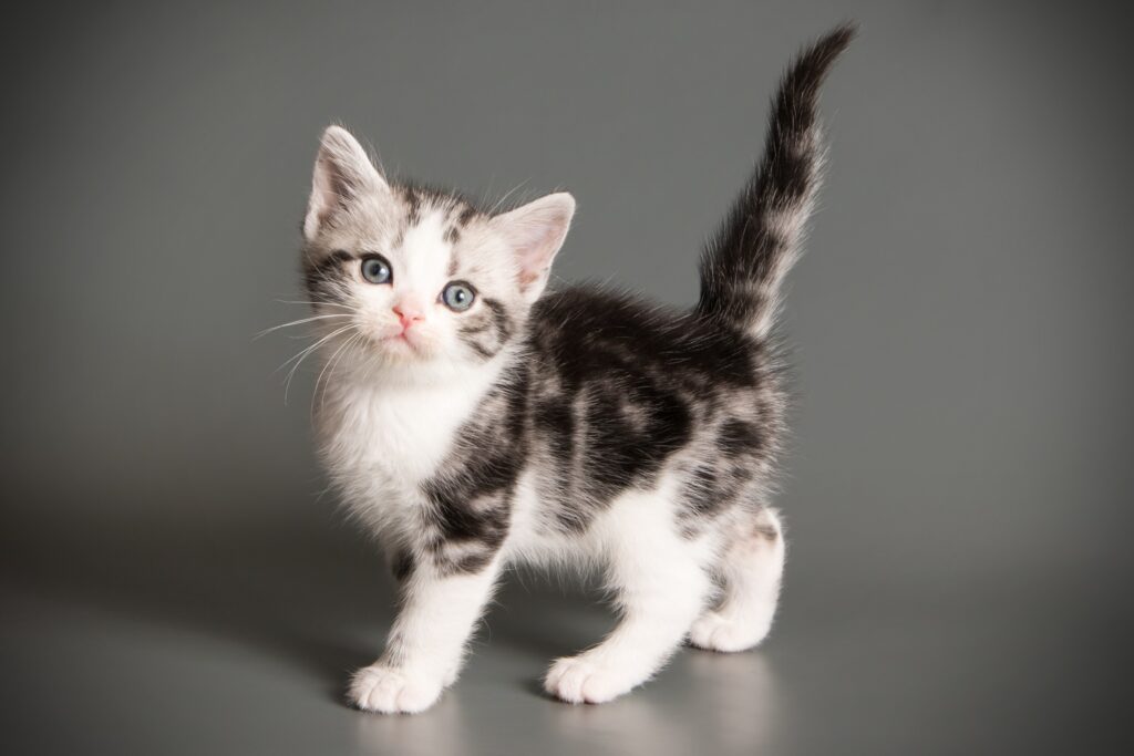 new kitten checklist - grey and white kitten studio photograph on a grey background