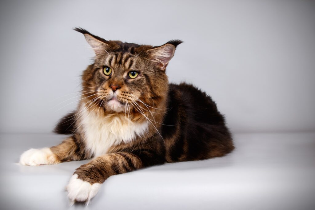 what is the largest cat breed? Its the maine coon, like this brown tabby maine coon studio image on a grey background