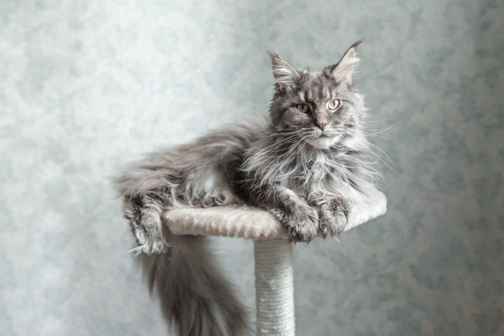 what is the largest cat breed? grey maine coon laying at the top of a cat tower against a grey background