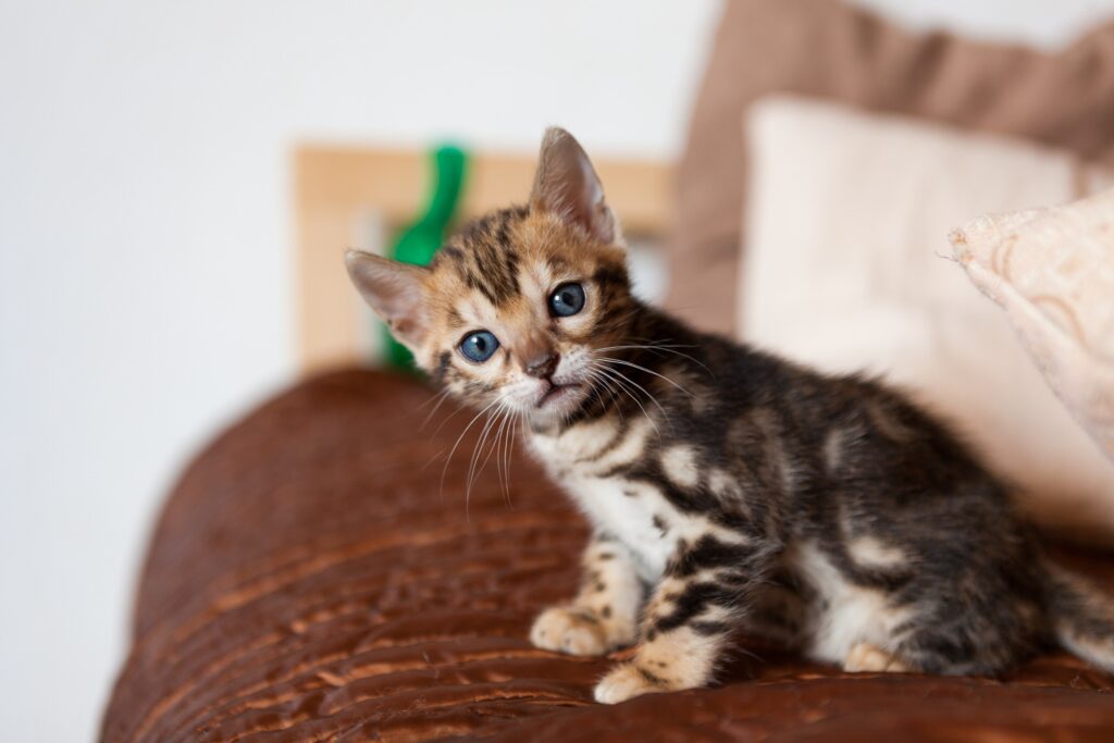 new kitten checklist - young bengal kitten sitting on a brown sofa looking curiously at the camera