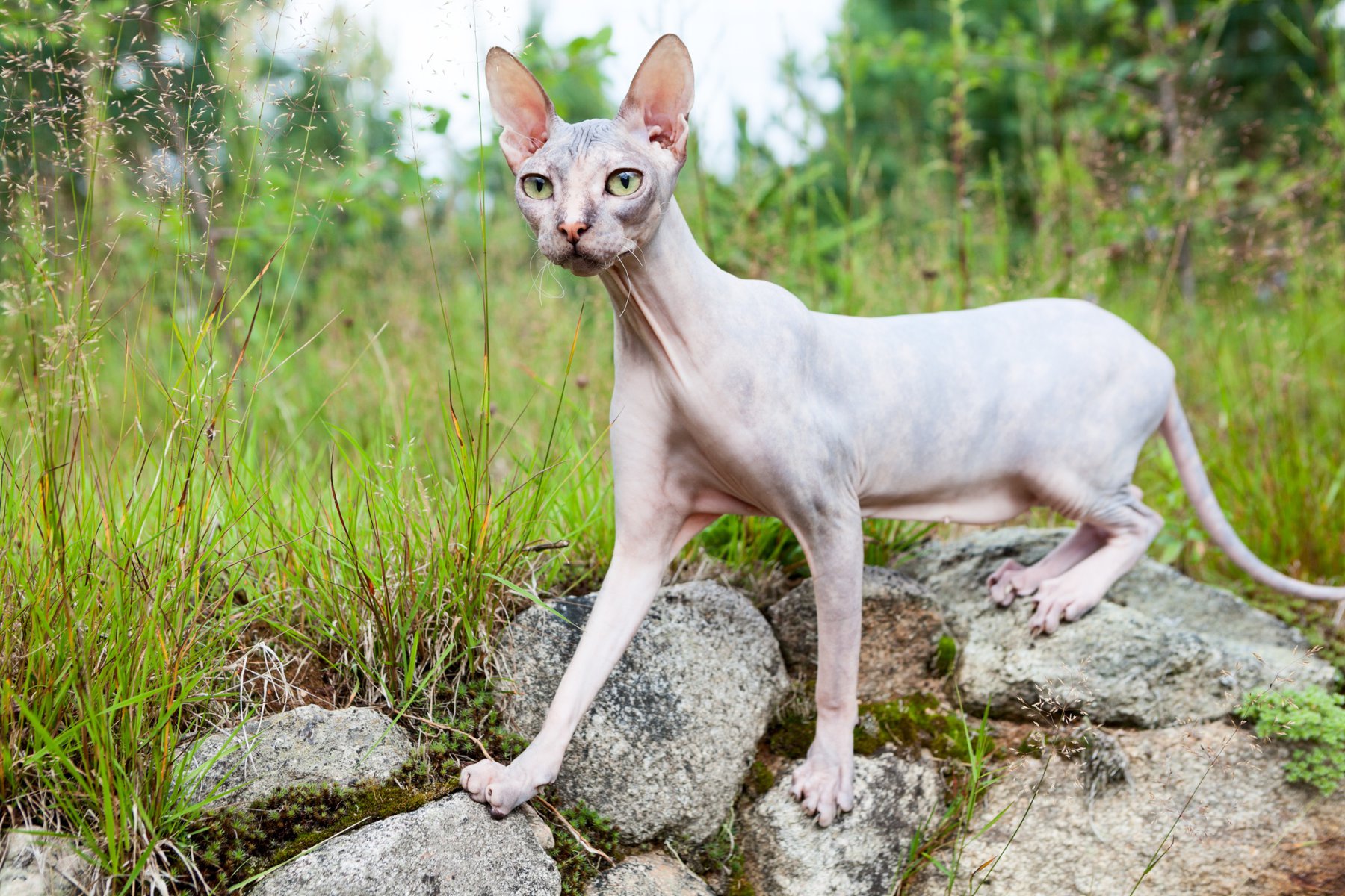 Don sphynx cat standing on stones with wide open eyes and stretching long neck