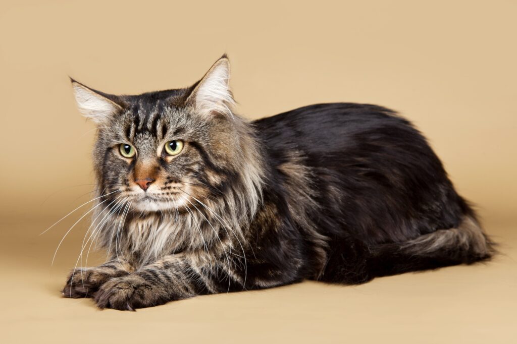 what is the largest cat breed? brown tabby maine coon cat isolated on a brown background