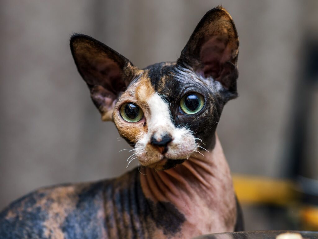 headshot of a calico sphynx cat with green eyes
