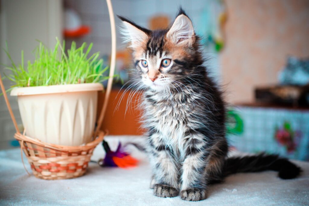 what is the largest cat breed? tabby maine coon kitten sitting on a grey table top next to a pot of cat grass