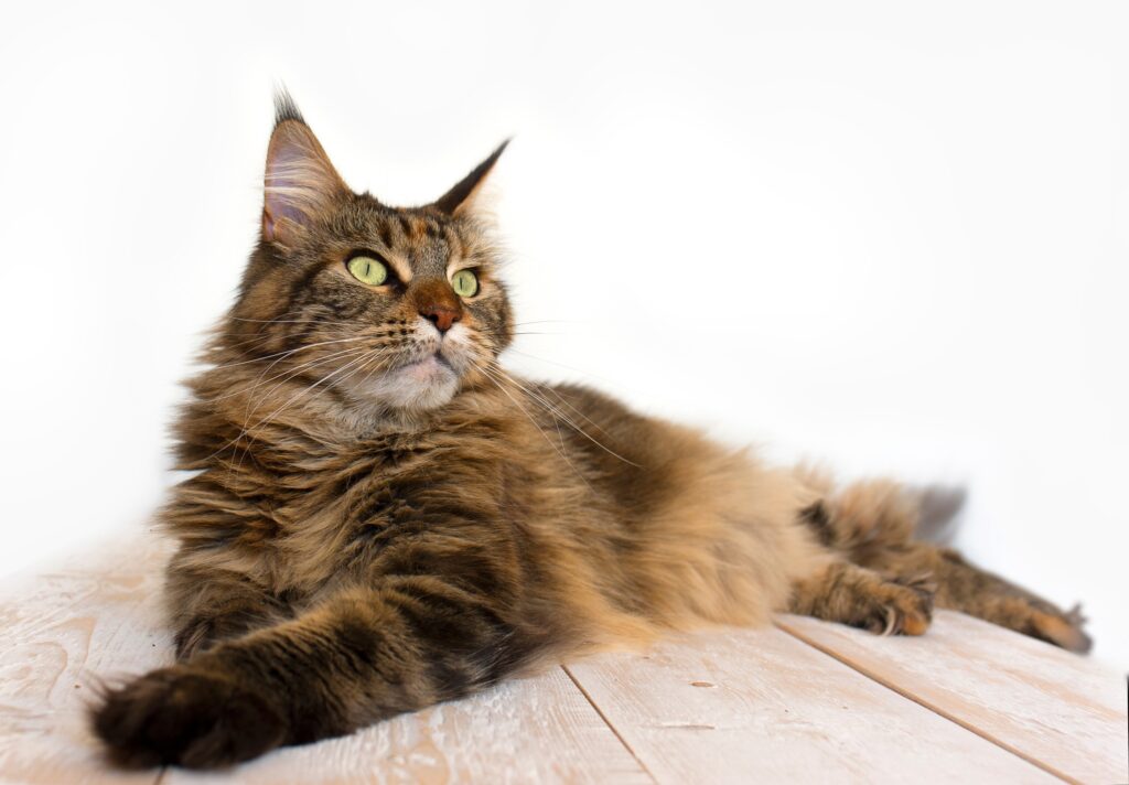 what is the largest cat breed? brown tabby maine coon cat laying on a wooden floor against a white background
