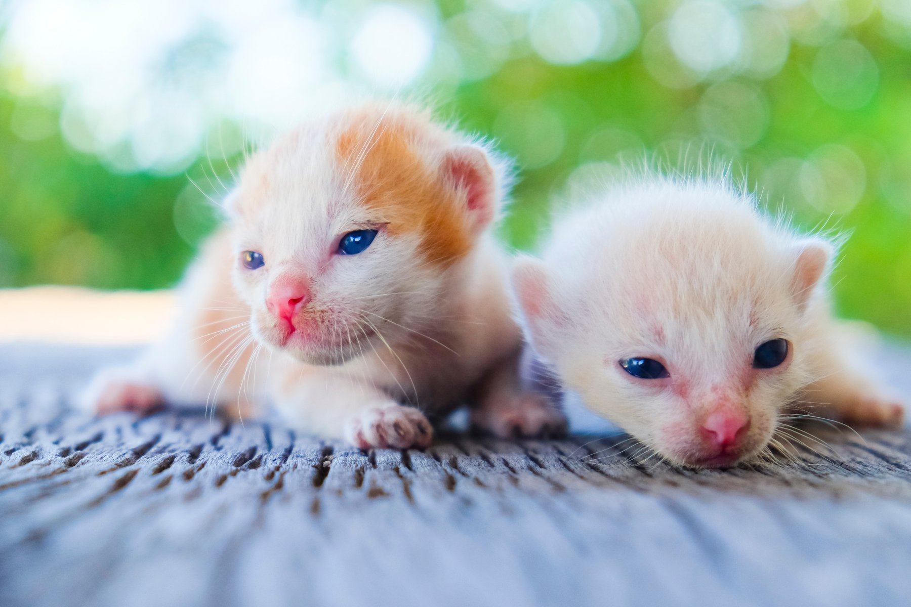 two days old kittens with eyes barely open, soft focus, illustrating fading kitten syndrome