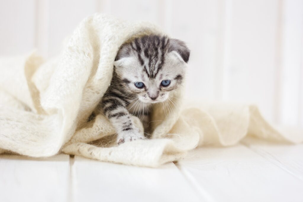 new kitten checklist - grey tabby kitten playing in a white knit blanket on a white wood floor