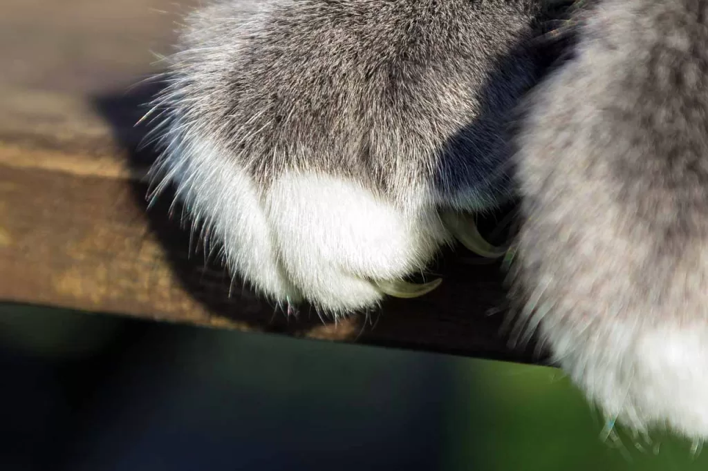 grey and white cat paws and claws gripping a wooden bench, illustrating what to do about overgrown cat claws
