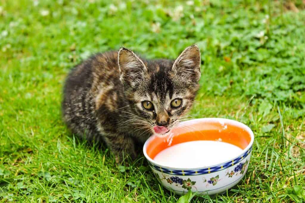 a kitten crouching outside on a green lawn drinking milk out of a ceramic bowl, part of illustrating the answer to the questin "can cats eat strawberries"
