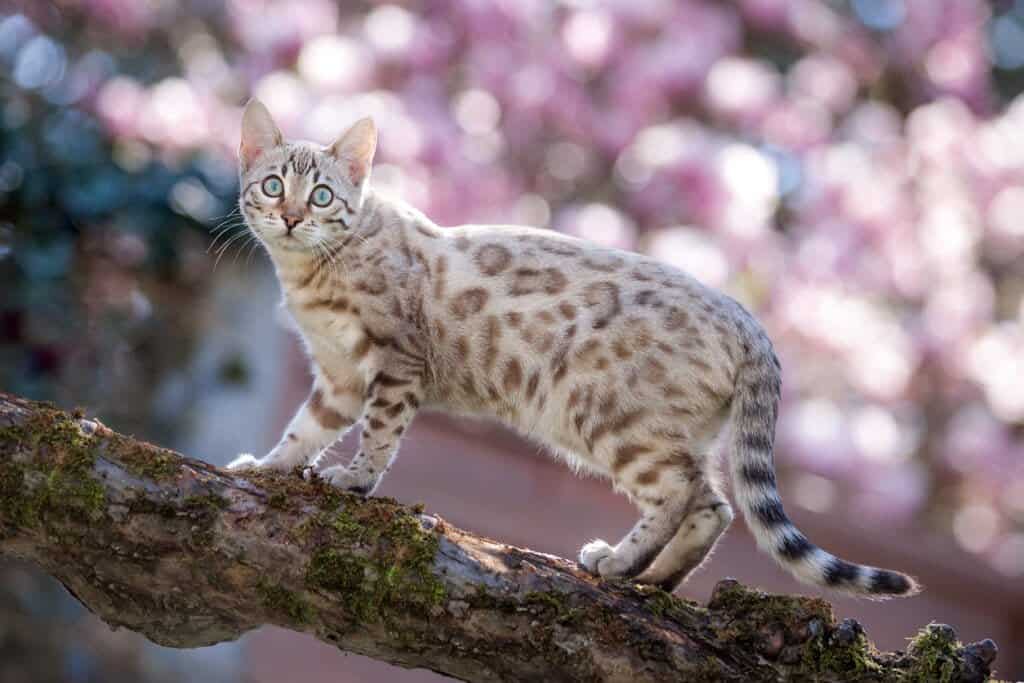 snow bengal cat - Snow Seal Mink Bengal Cat With Blue-Green Eyes standing on a tree limb