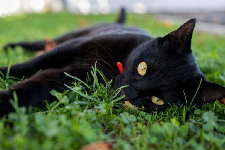black bengal cat lying on its side outdoors on short green lawn grass