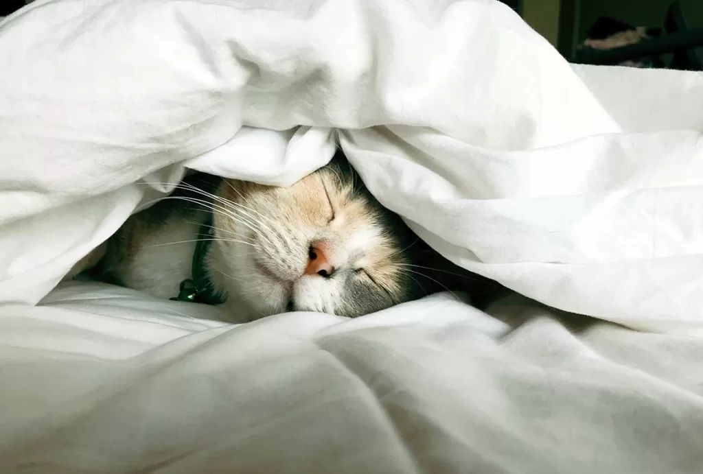 sick cat sleeping under a white blanket, illustrating "how often do I take my cat to the vet"