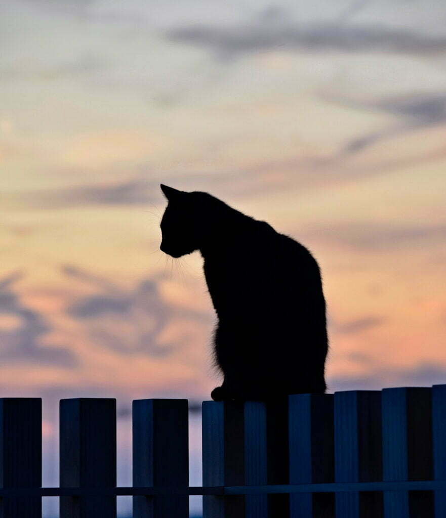 black cat silhouetted sitting on fence against a sunset sky