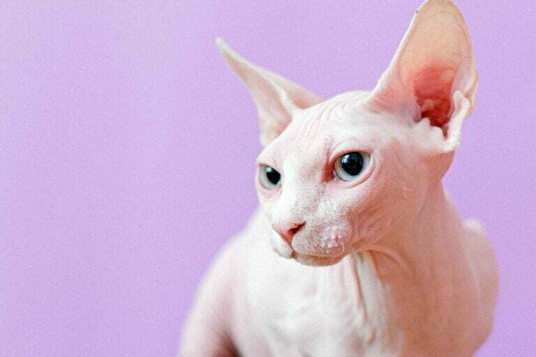 studio image of a white sphynx cat isolated against a pink background
