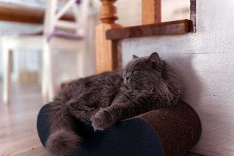 blue persian cat laying on a brown cushion