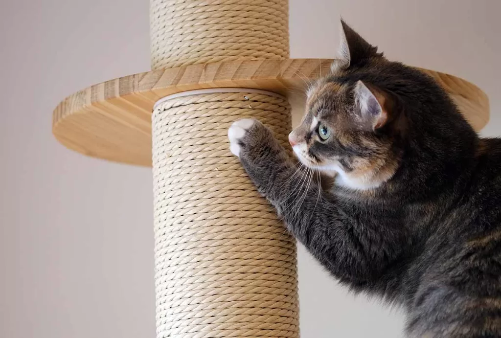 grey tabby scratching a sisal scratching post, illustrating what to do about overgrown cat claws