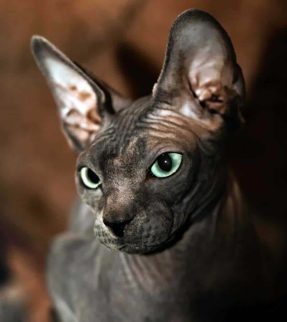 closeup of a black sphynx cat, brown background