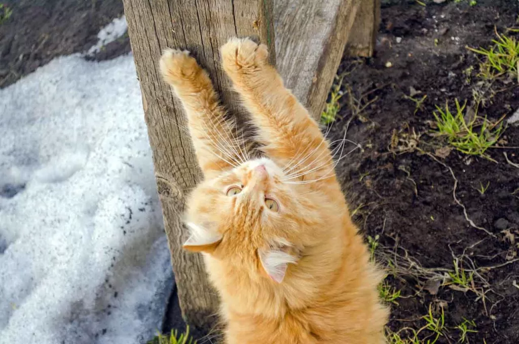 orange tabby scratching on a wood fence post, illustrating what to do about overgrown cat claws