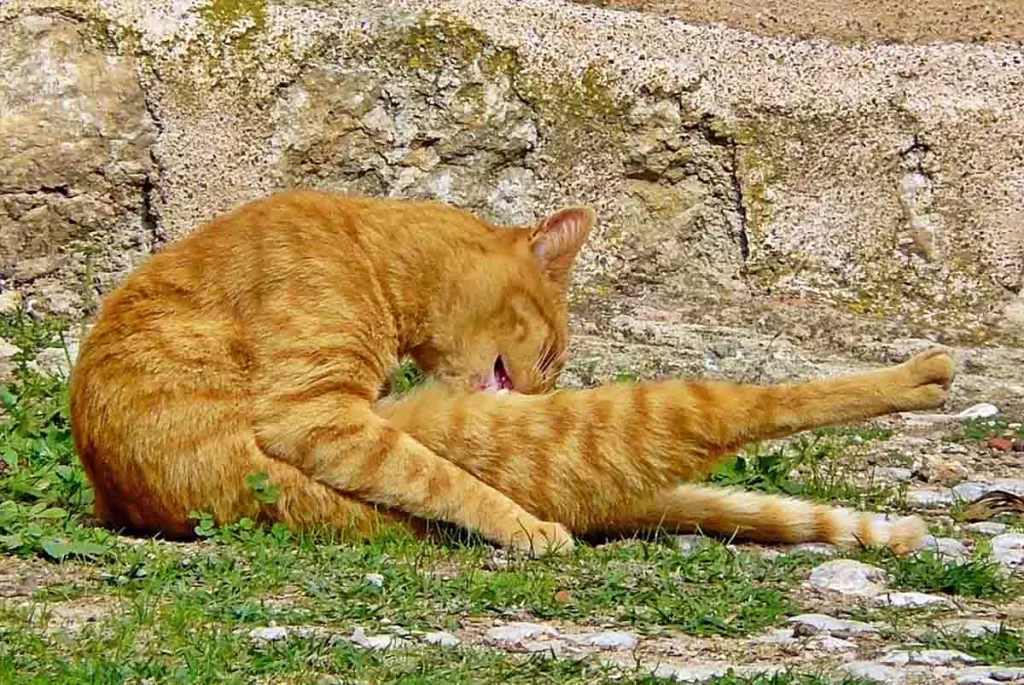 orange tabby cat grooming itself