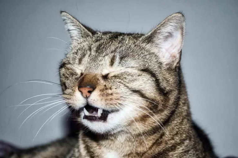 grey tabby cat sneezing with eyes closed