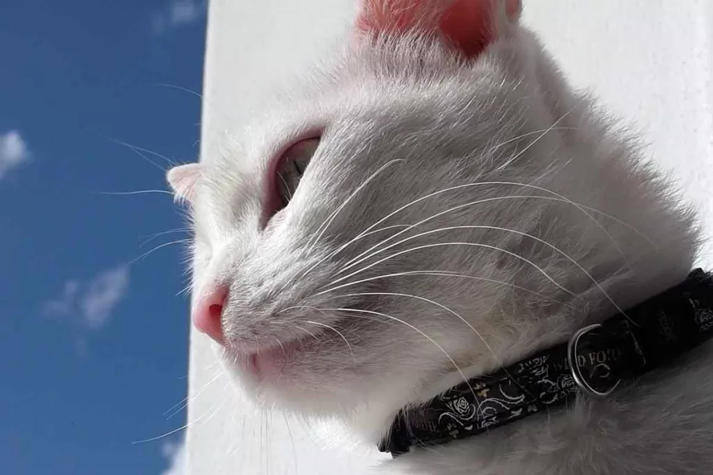 white cat wearing a black collar