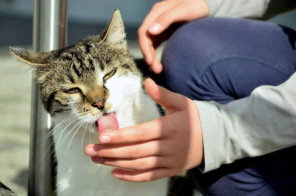 grey and white tabby cat licking a person's hand