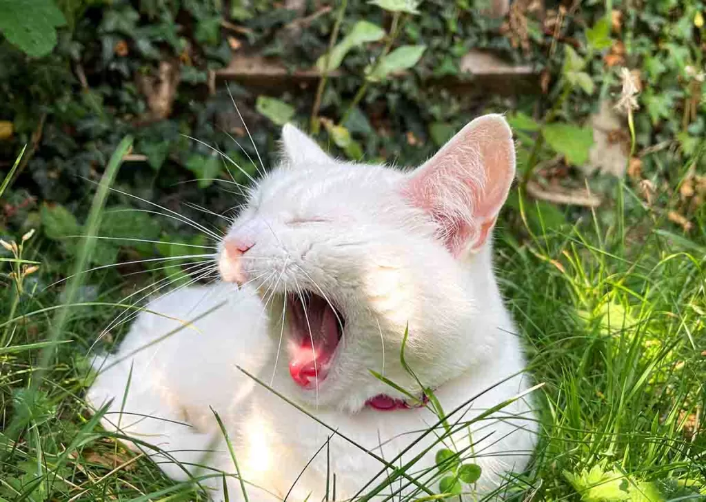 white cat in green grass sneezing with mouth eyes closed