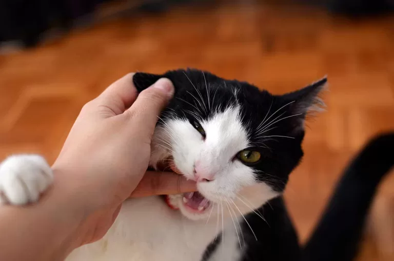 black and white cat biting its owner's finger