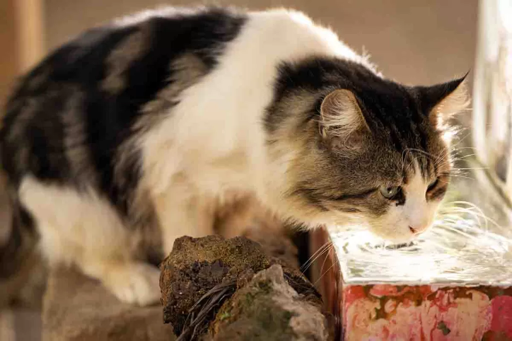 black and white cat drinking water from a unique square dish