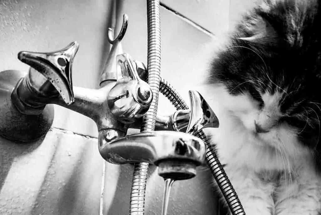 black and white phote of a kitten looking at water coming out of a tap