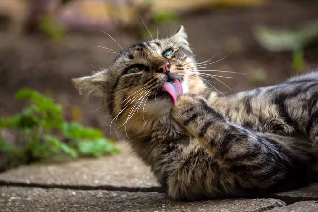 tabby cat licking its paw